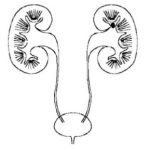 kidney drawing