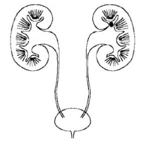 kidney drawing