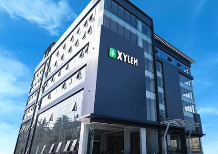 Xylem
